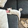 Gojo participe au concours pour gagner de l'argent avec cette photo : kitten, cat, sleeping, couch, plush_toy, blanket, slippers, carpet, floor, pet, fur, cozy, indoor, relaxing, animal, cute, white, small, resting, home