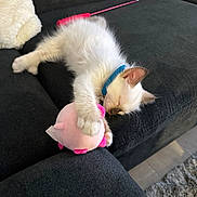 Gojo a rejoint le concours — aidez-le/la à gagner de superbes lots ! kitten, cat, sleeping, toy, plush_toy, couch, blue_collar, white_fur, indoor, pet, cozy, relaxed, feline, fur, paw, resting, home, soft, cute, animal