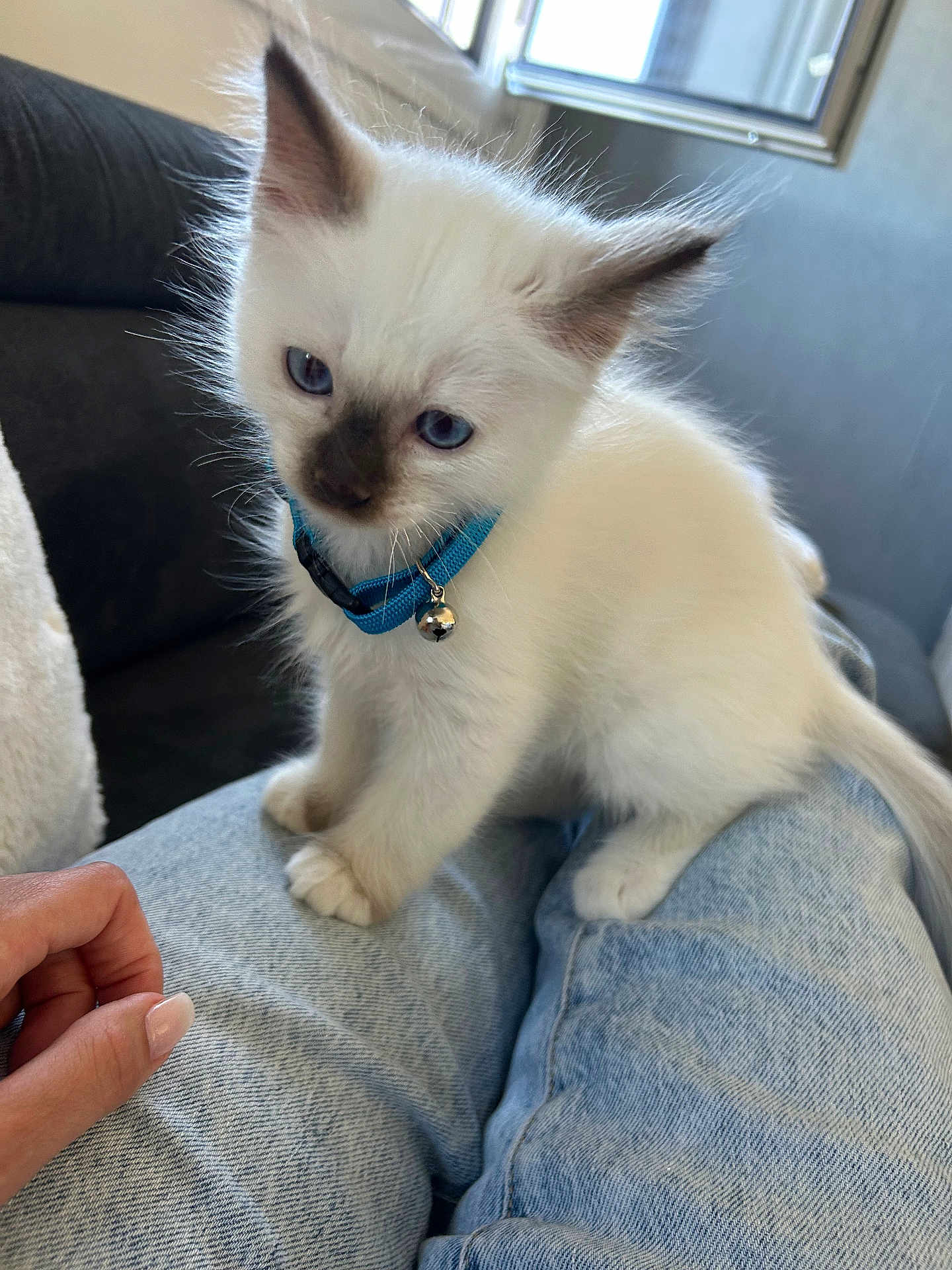 Gojo participe au concours pour gagner de l'argent avec cette photo : kitten, cat, blue_eyes, white_fur, collar, bell, denim, lap, hand, indoor, sofa, window, curious, pet, feline, cute, young, fluffy, domestic_animal, resting