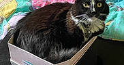 Mylo joined the competition — help win amazing prizes! animal, bed, bedroom, bell, black_and_white, blanket, cardboard_box, cartoon, cat, close_up, collar, colorful, fur, indoors, pet, portrait, sitting, tuxedo_cat, whiskers, yellow_eyes