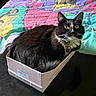 animal, bed, bedroom, bell, black_and_white, blanket, cardboard_box, cartoon, cat, close_up, collar, colorful, fur, indoors, pet, portrait, sitting, tuxedo_cat, whiskers, yellow_eyes