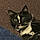 Mylo