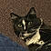 Mylo