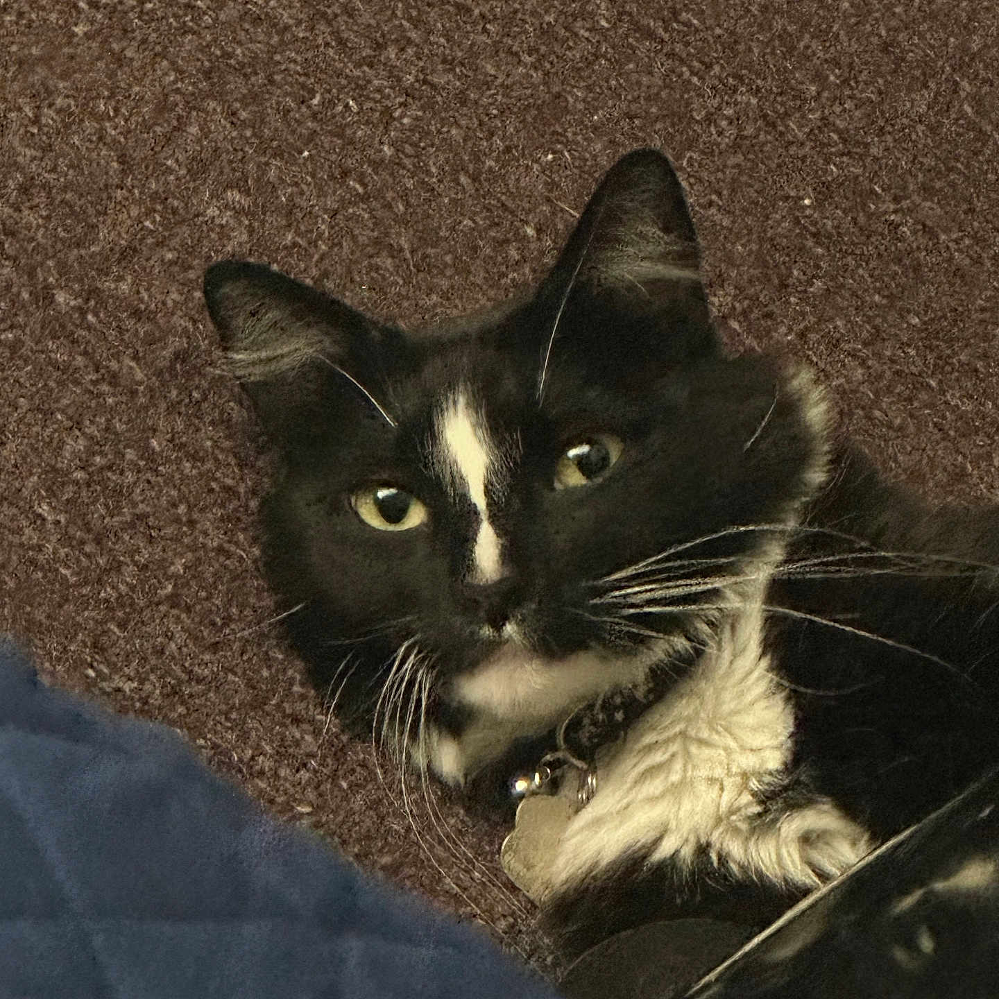 Mylo
