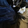Mylo joined the competition — help win amazing prizes! animal, black_and_white, blanket, cat, close_up, cozy, fluffy, furry, green_eyes, home, indoor, long_hair, lying_down, pet, portrait, relaxed, tuxedo_cat, tuxedo_pattern, whiskers, white_paws