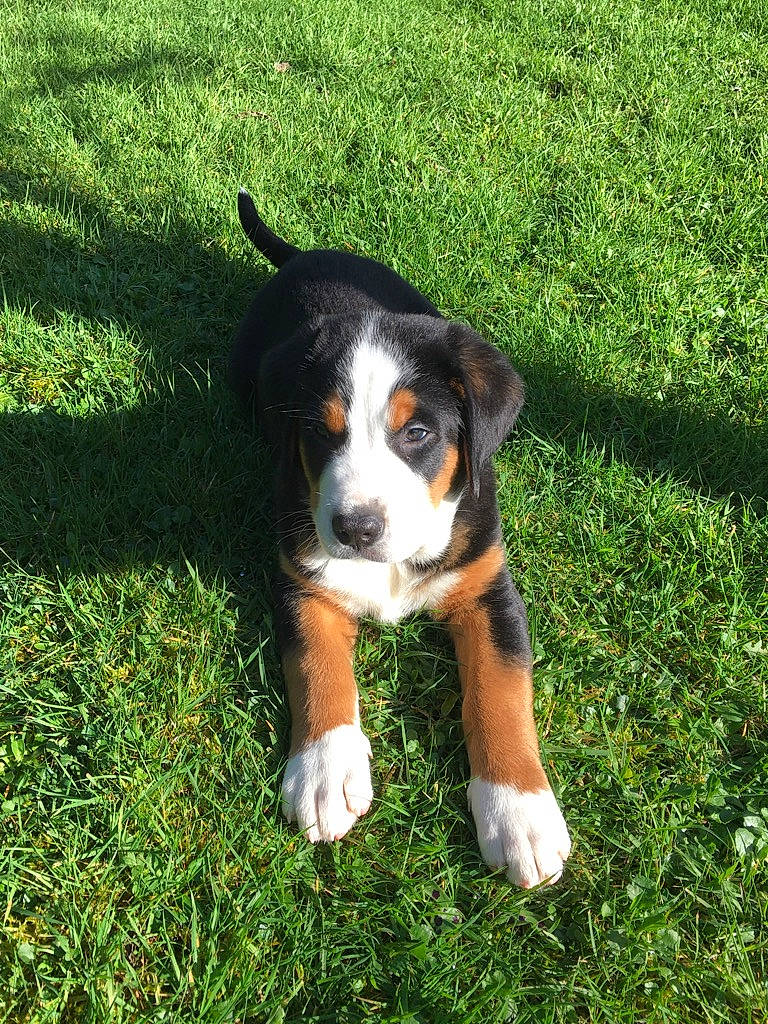 Rossi a rejoint le concours — aidez-le/la à gagner de superbes lots ! appenzeller_sennenhund, bernese_mountain_dog, canidae, carnivore, companion_dog, dog, dog_breed, english_shepherd, entlebucher_mountain_dog, fawn, finnish_hound, grass, greater_swiss_mountain_dog, mammal, puppy, rare_breed_dog, sporting_group, vertebrate, working_dog