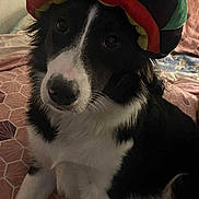 Boulette a rejoint le concours — aidez-le/la à gagner de superbes lots ! animal, bed, bedspread, black_and_white, canine, closeup, companion, cozy, cute, dog, domestic, friend, fur, hat, indoor, looking_up, patterned, pet, plush_hat, sitting