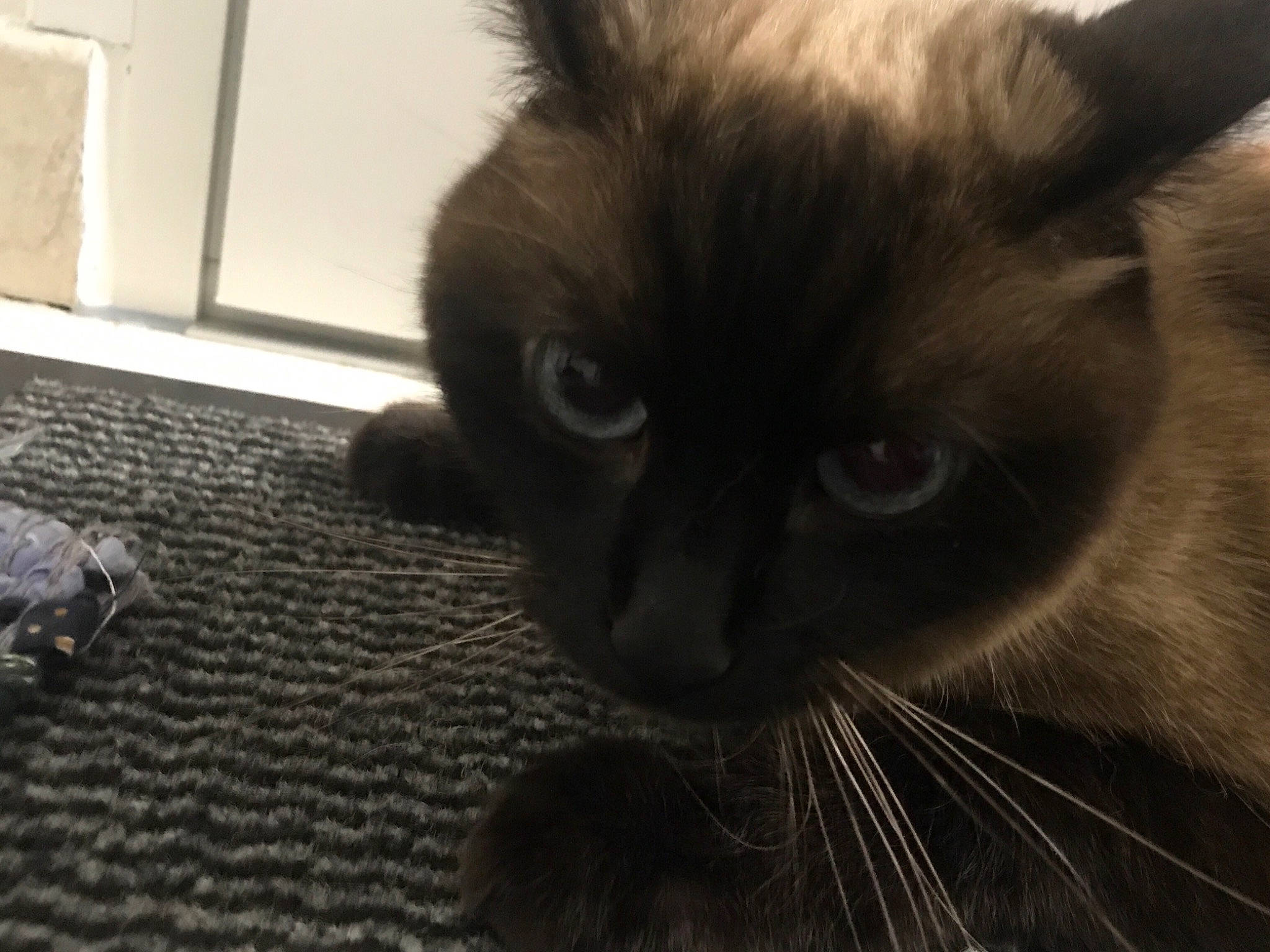 Malibu participe au concours pour gagner de l'argent avec cette photo : balinese, birman, black_cat, burmese, carnivore, cat, domestic_long_haired_cat, eye, felidae, fur, himalayan, mammal, nose, siamese, small_to_medium_sized_cats, snout, thai, tonkinese, vertebrate, whiskers