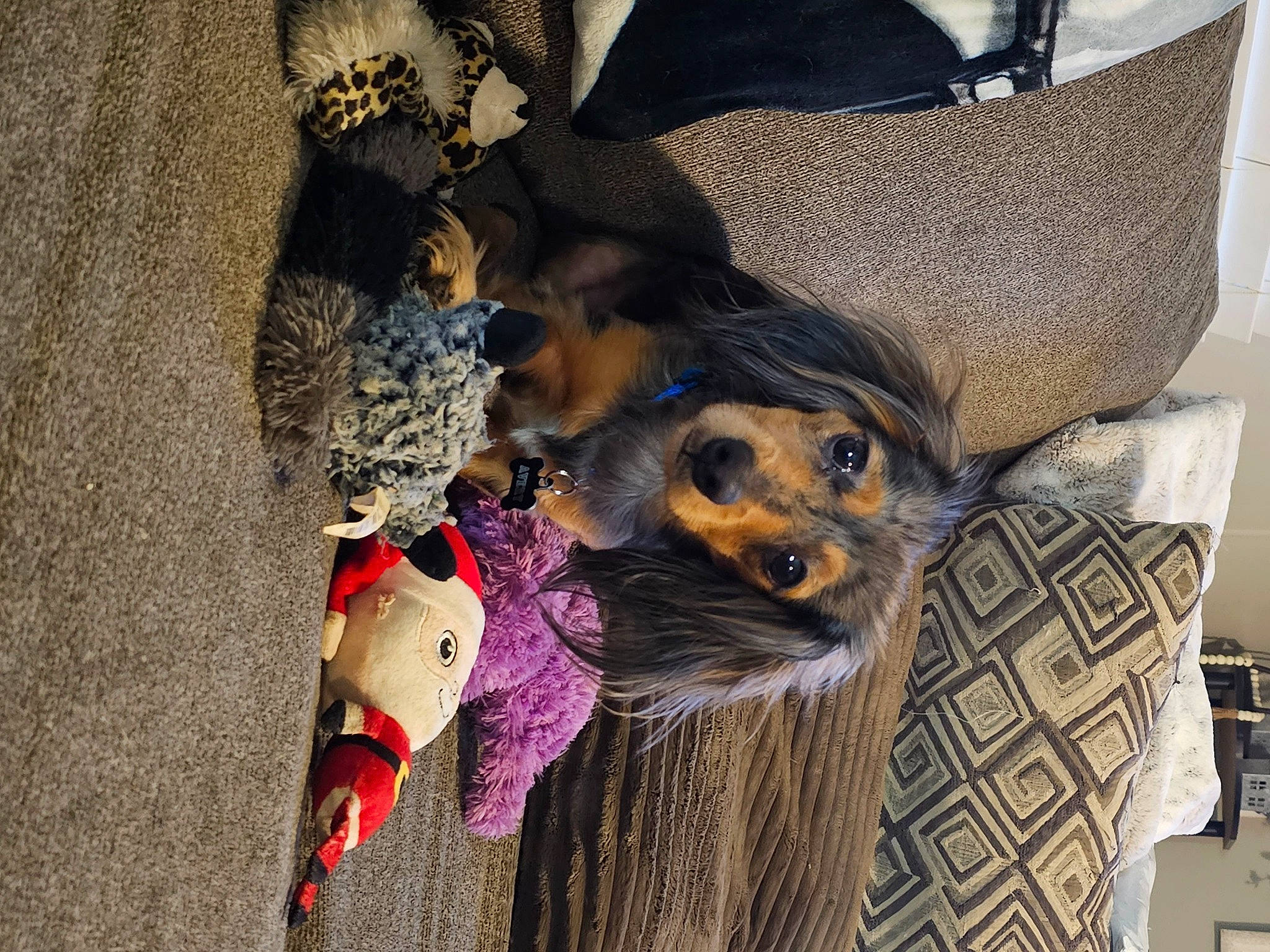 Avery joined the competition — help win amazing prizes! carnivore, comfort, companion_dog, costume_hat, dog, dog_breed, dog_clothes, dog_supply, fashion_accessory, fawn, fur, hat, linens, party_hat, pet_supply, plant, sporting_group, toy_dog, tree, wood