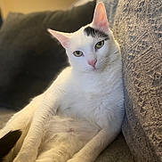 Jackson Avery is registered to the contest to win money with this photo: cat, white_cat, green_eyes, pink_nose, whiskers, ear, paw, fur, relaxed, lounging, indoor, couch, sofa, blanket, cozy, portrait, close_up, pet, domestic_animal, feline