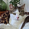 animal, blanket, cat, closeup, cozy, cute, decor, feline, fur, green_plant, houseplant, indoor, leopard_print, pet, portrait, relaxed, resting, tabby, whiskers, white
