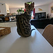 Buzz L'éclair participe au concours pour gagner de l'argent avec cette photo : animal, cat, chair, cozy, curious, daylight, decor, domestic, furniture, home, indoor, living_room, pet, plant, portrait, sitting, spotted_cat, table, television, window
