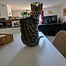 animal, cat, chair, cozy, curious, daylight, decor, domestic, furniture, home, indoor, living_room, pet, plant, portrait, sitting, spotted_cat, table, television, window