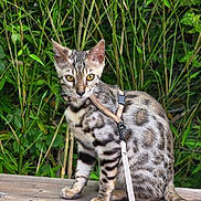 Buzz a rejoint le concours — aidez-le/la à gagner de superbes lots ! cat, spotted_cat, harness, leash, wooden_surface, bamboo, greenery, outdoor, animal, pet, sitting, fur_pattern, yellow_eyes, tail, whiskers, nature, plant, young_cat, alert, domestic_cat