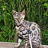 alert, animal, bamboo, cat, domestic_cat, fur_pattern, greenery, harness, leash, nature, outdoor, pet, plant, sitting, spotted_cat, tail, whiskers, wooden_surface, yellow_eyes, young_cat