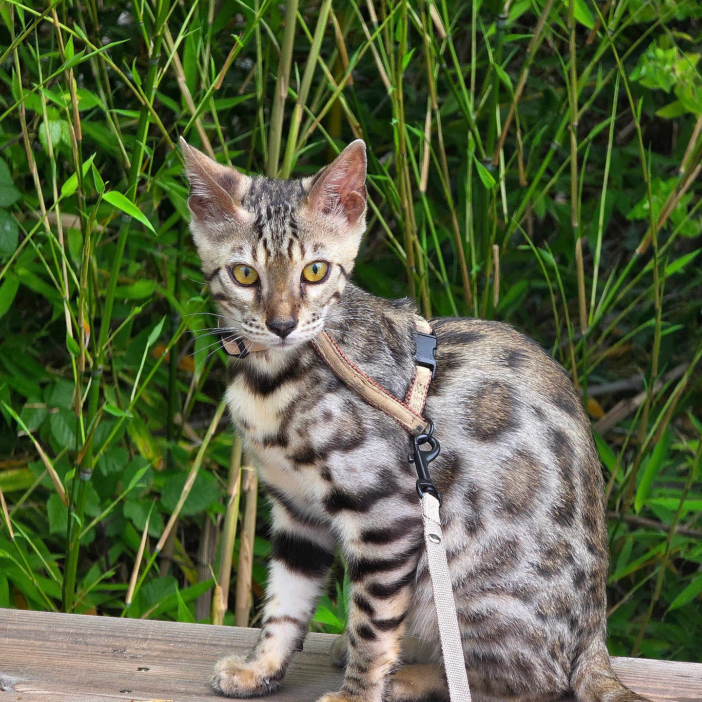Buzz a rejoint le concours — aidez-le/la à gagner de superbes lots ! cat, spotted_cat, harness, leash, wooden_surface, bamboo, greenery, outdoor, animal, pet, sitting, fur_pattern, yellow_eyes, tail, whiskers, nature, plant, young_cat, alert, domestic_cat