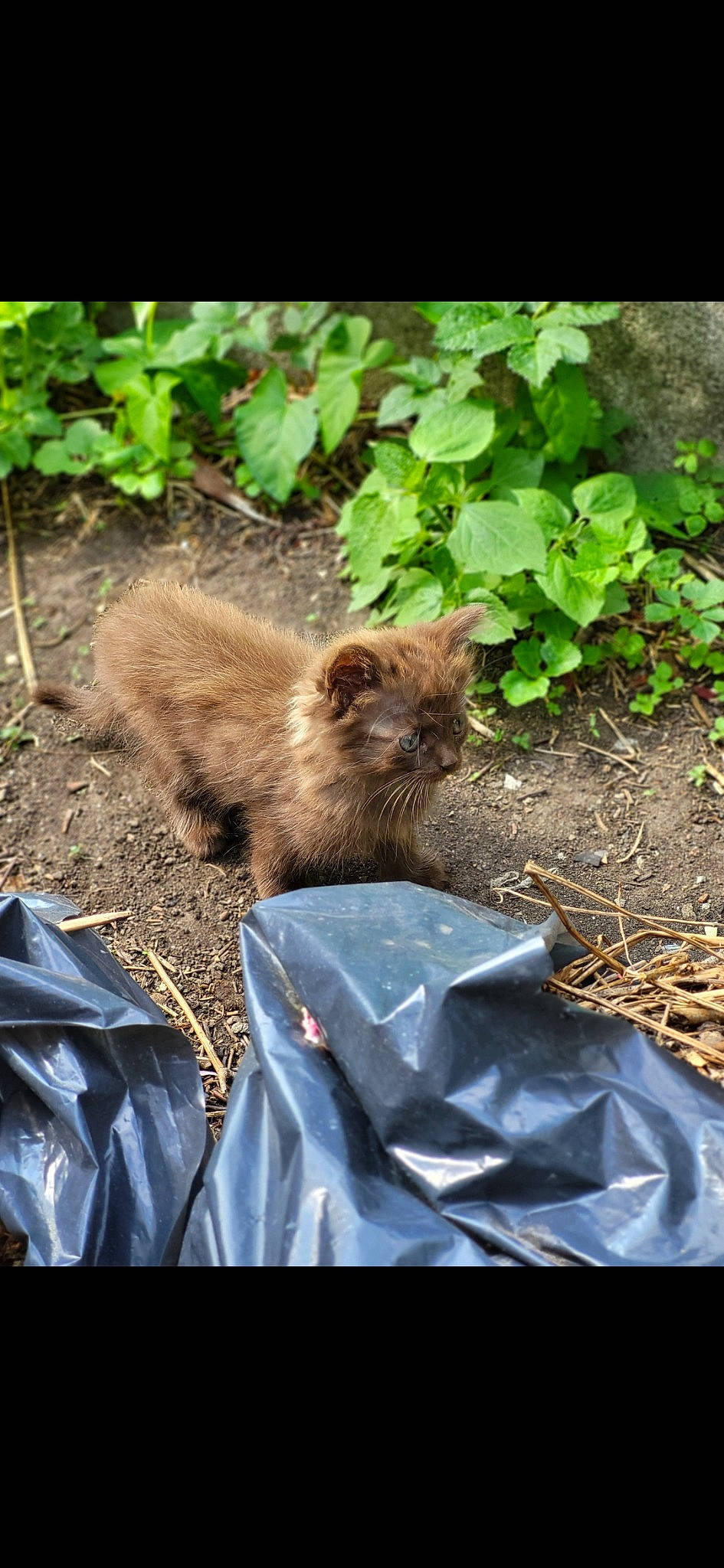 Chocolate participe au concours pour gagner de l'argent avec cette photo : adaptation, carnivore, cat, fawn, felidae, fur, grass, groundcover, jungle, liver, plant, small_to_medium_sized_cats, soil, tail, terrestrial_animal, vertebrate, whiskers, wildlife