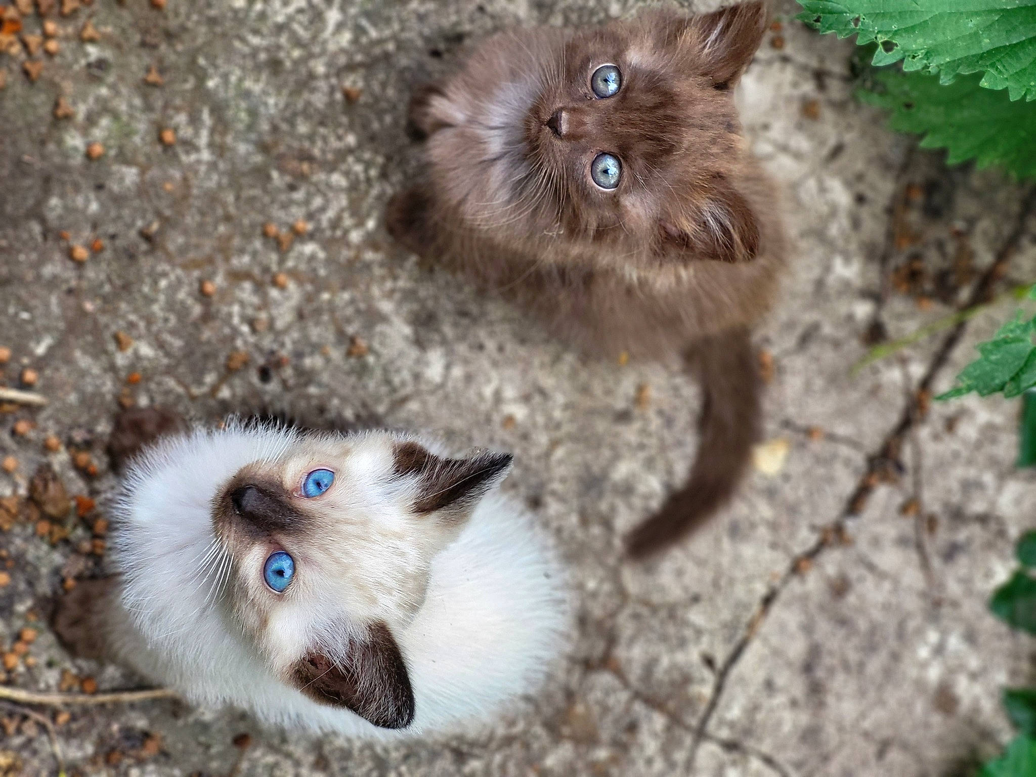 Chocolate participe au concours pour gagner de l'argent avec cette photo : birman, carnivore, cat, claw, domestic_short_haired_cat, fawn, felidae, fur, iris, nature, organism, paw, siamese, small_to_medium_sized_cats, snout, tail, terrestrial_animal, thai, whiskers, wildlife