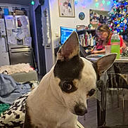 Shana a rejoint le concours — aidez-le/la à gagner de superbes lots ! dog, small_dog, indoor, living_room, christmas_tree, holiday_lights, person, furniture, table, chair, decorations, computer, wall_art, refrigerator, blanket, floor, cozy, holiday, pet, curious