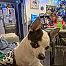dog, small_dog, indoor, living_room, christmas_tree, holiday_lights, person, furniture, table, chair, decorations, computer, wall_art, refrigerator, blanket, floor, cozy, holiday, pet, curious