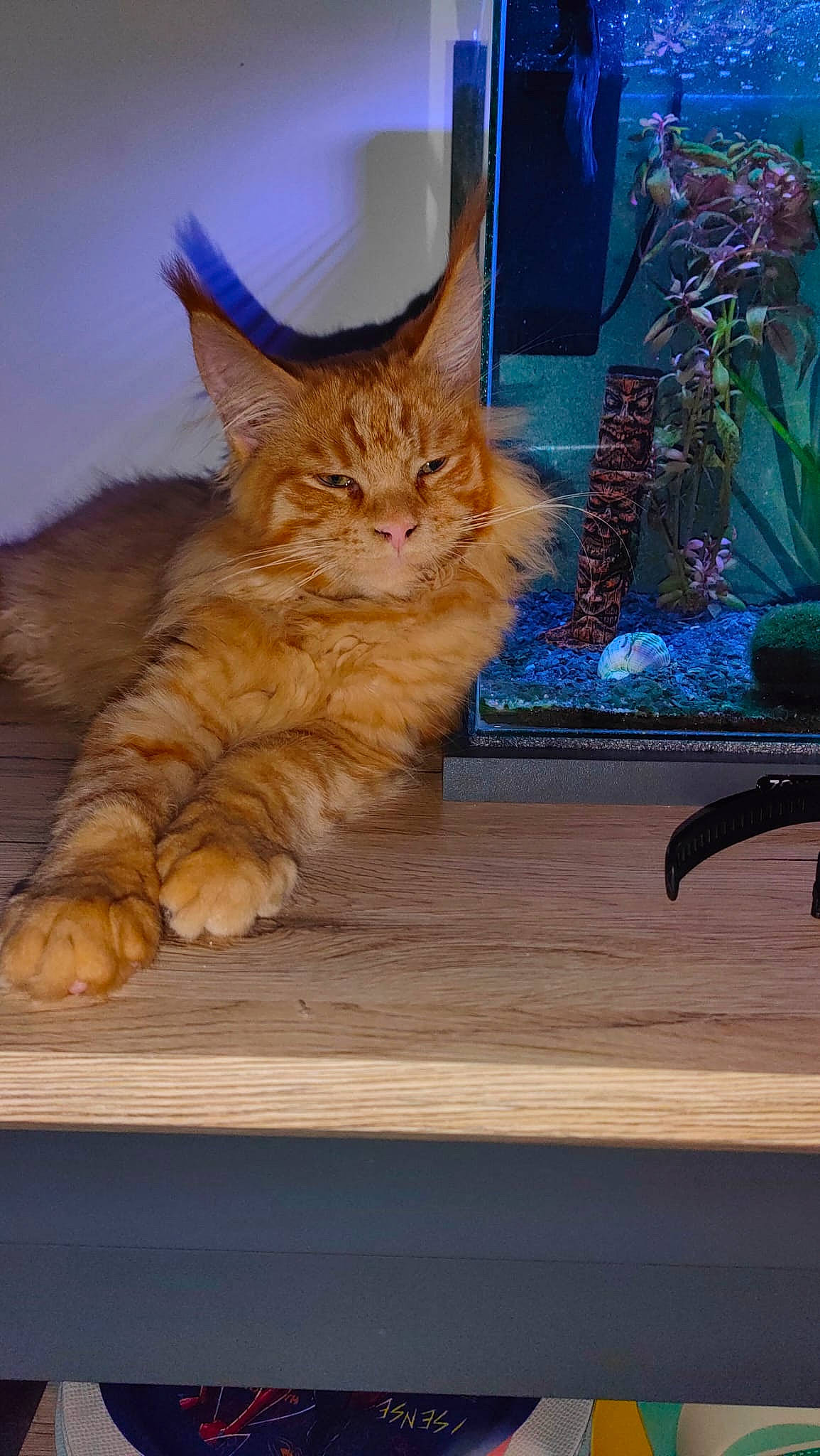 Twixy participe au concours pour gagner de l'argent avec cette photo : carnivore, cat, claw, curtain, domestic_short_haired_cat, fawn, felidae, flooring, fur, glass, hardwood, houseplant, paw, plant, small_to_medium_sized_cats, tail, whiskers, window, wood, wood_stain