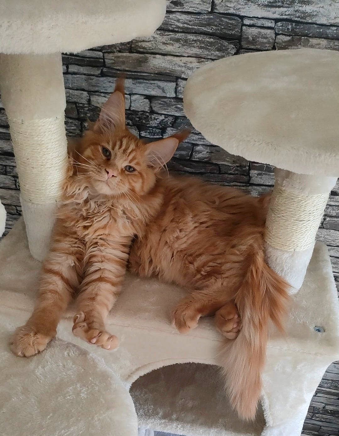 Twixy a rejoint le concours — aidez-le/la à gagner de superbes lots ! carnivore, cat, cat_supply, chair, claw, comfort, domestic_short_haired_cat, fawn, felidae, flooring, fur, hardwood, human_leg, paw, small_to_medium_sized_cats, tail, vertebrate, whiskers, window, wood