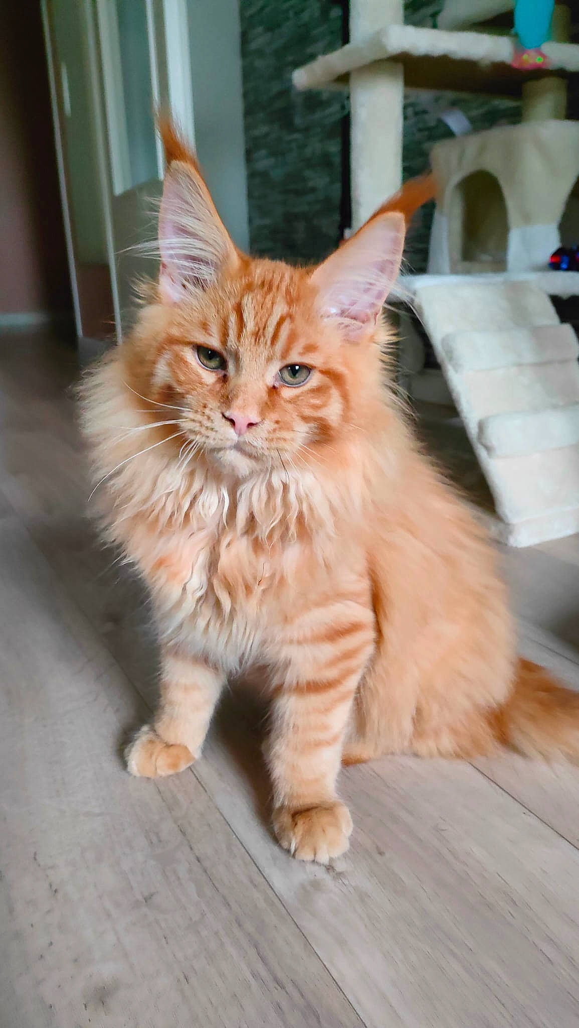 Twixy a rejoint le concours — aidez-le/la à gagner de superbes lots ! carnivore, cat, claw, domestic_short_haired_cat, fawn, felidae, flooring, fur, hardwood, maine_coon, paw, sitting, small_to_medium_sized_cats, snout, tail, terrestrial_animal, whiskers, window, wood
