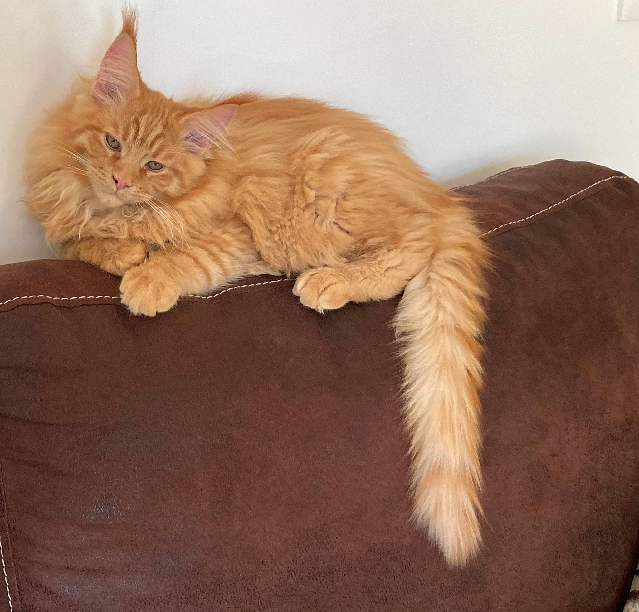 Twixy a rejoint le concours — aidez-le/la à gagner de superbes lots ! british_longhair, carnivore, cat, cat_supply, claw, comfort, couch, fawn, felidae, fur, hardwood, maine_coon, paw, peach, persian, small_to_medium_sized_cats, tail, terrestrial_animal, whiskers, wood