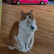 Justin joined the competition — help win amazing prizes! animal, cat, collar, curious, cute, domestic_animal, floor, fluffy_cat, furniture, home, indoor, limousine_toy, orange_and_white_cat, pet, pet_accessory, pink_toy, playful, sitting, toy_car, wooden_floor