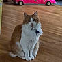 animal, cat, collar, curious, cute, domestic_animal, floor, fluffy_cat, furniture, home, indoor, limousine_toy, orange_and_white_cat, pet, pet_accessory, pink_toy, playful, sitting, toy_car, wooden_floor