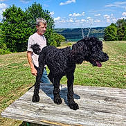 Dash joined the competition — help win amazing prizes! dog, man, outdoor, picnic_table, grass, blue_sky, clouds, tree, field, sunny, tongue_out, curly_hair, casual_clothing, nature, summer, happy, pet, animal, walking, daytime