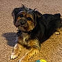 dog, pet, carpet, tennis_ball, indoor, animal, fur, cute, playing, toy, brown, black, laying, looking_up, domestic_animal, companion, small_dog, friendly, relaxed, household