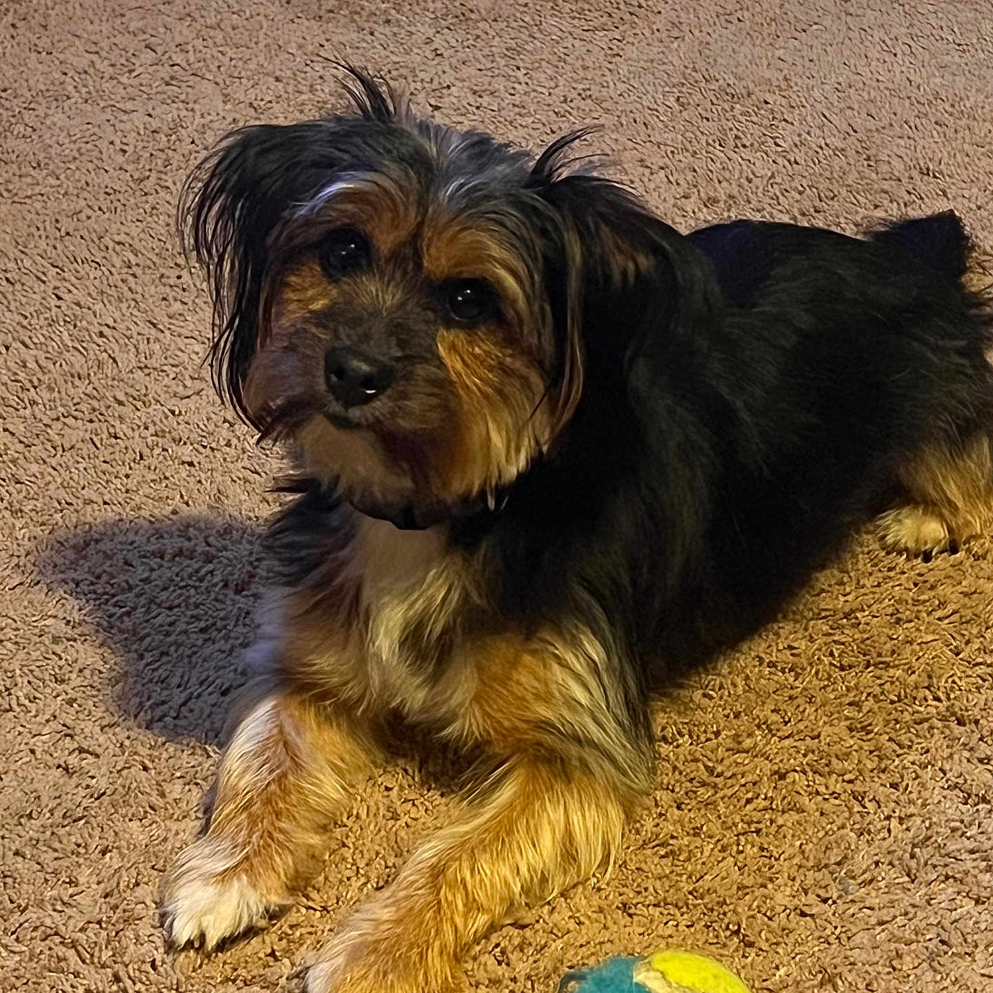 Brownie joined the competition — help win amazing prizes! animal, black, brown, carpet, companion, cute, dog, domestic_animal, friendly, fur, household, indoor, laying, looking_up, pet, playing, relaxed, small_dog, tennis_ball, toy