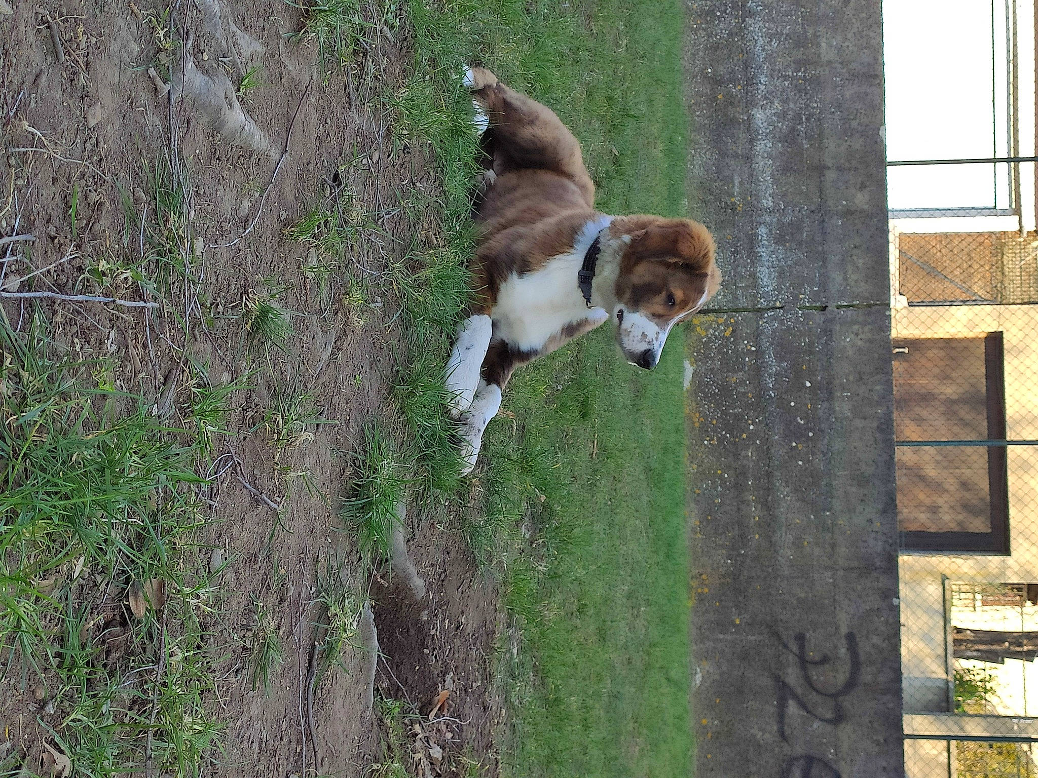 Sunny participe au concours pour gagner de l'argent avec cette photo : basset_hound, canidae, carnivore, collar, companion_dog, dog, dog_breed, fawn, fur, grass, plant, scent_hound, sporting_group, st_bernard, tail, tree, window, wood, working_animal, working_dog