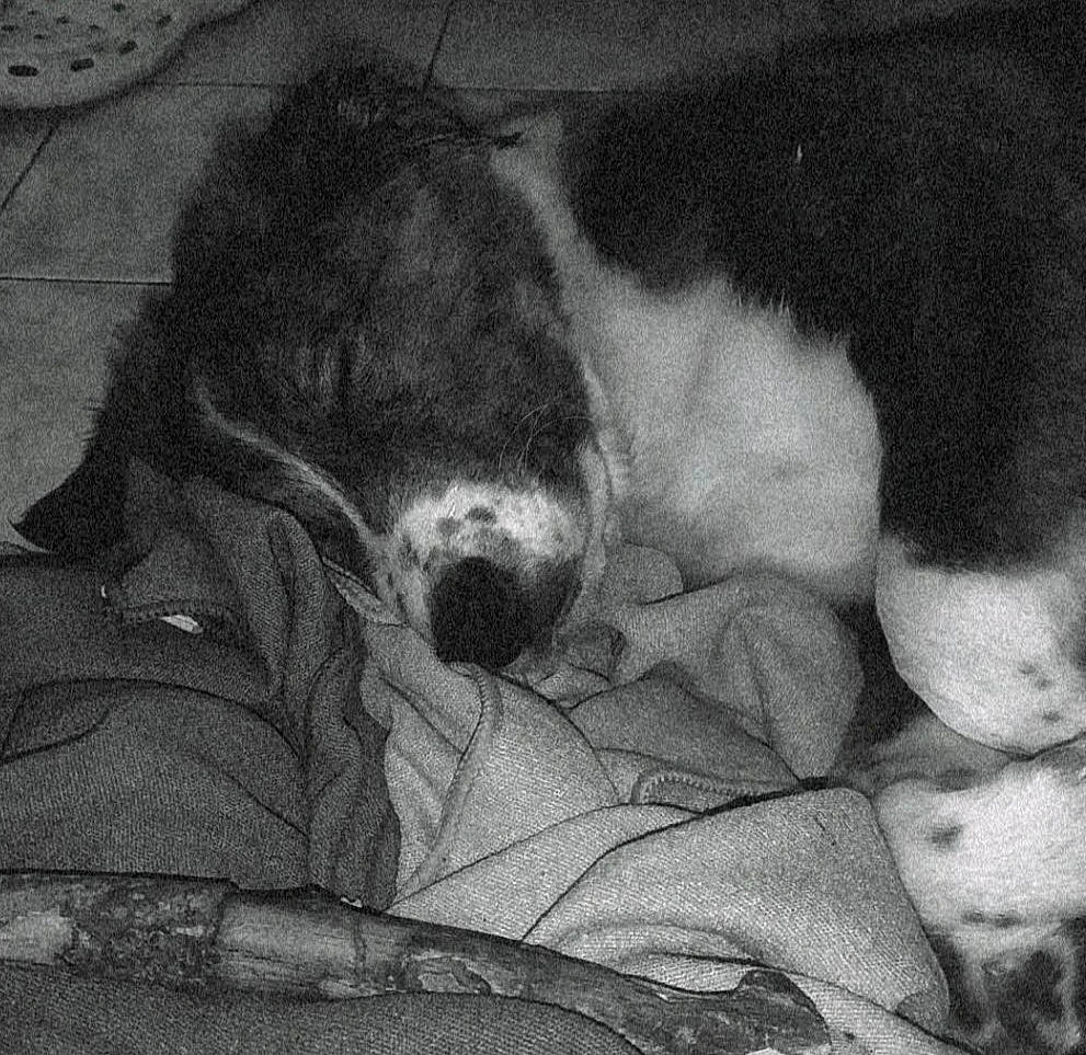 Sunny a rejoint le concours — aidez-le/la à gagner de superbes lots ! art, canidae, carnivore, comfort, dog, dog_breed, fur, monochrome, monochrome_photography, painting, pattern, paw, small_to_medium_sized_cats, snout, sporting_group, tail, terrestrial_animal, vertebrate, whiskers, working_animal