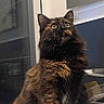 Jopie participe au concours pour gagner de l'argent avec cette photo : cat, tortoiseshell, fluffy, long_hair, green_eyes, pet, animal, portrait, close_up, sitting, indoors, kitchen, sink, countertop, fur, whiskers, ears, looking_at_camera, dark_fur, domestic_cat