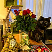 Jopie participe au concours pour gagner de l'argent avec cette photo : cat, black_cat, fluffy, long_hair, green_eyes, sitting, indoors, flowers, roses, bouquet, red_flowers, yellow_flowers, cat_tree, furniture, table, chocolates, candy, ferrero_rocher, holiday, christmas