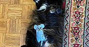 Jopie a rejoint le concours — aidez-le/la à gagner de superbes lots ! cat, black_cat, fluffy, long_hair, green_eyes, animal, pet, lying_down, belly_up, raised_paws, tail, toy, mouse_toy, wooden_floor, rug, colorful, indoor, portrait, funny_pose, cute