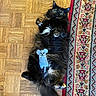 cat, black_cat, fluffy, long_hair, green_eyes, animal, pet, lying_down, belly_up, raised_paws, tail, toy, mouse_toy, wooden_floor, rug, colorful, indoor, portrait, funny_pose, cute