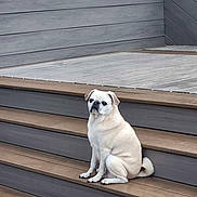Yoda is registered to the contest to win money with this photo: dog, pet, animal, sitting, steps, wood, outdoor, pug, small_dog, brown, grey, quiet, alone, calm, daylight, portrait, cute, domestic, fur, canine