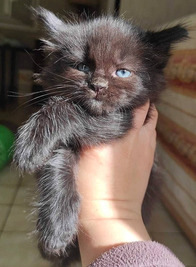 Gatillo participe au concours pour gagner de l'argent avec cette photo : black_cat, carnivore, cat, claw, domestic_short_haired_cat, fawn, felidae, fur, paw, small_to_medium_sized_cats, snout, tail, whiskers