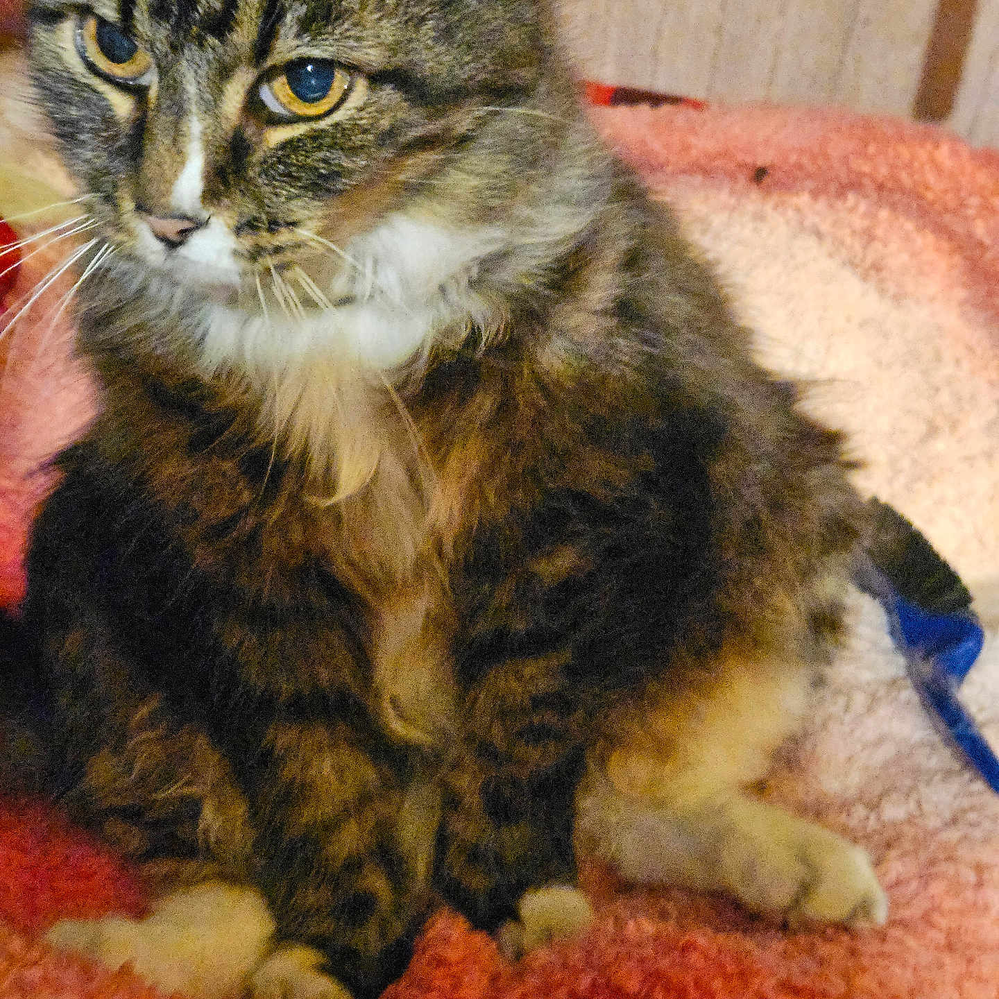 Tigger is registered to the contest to win money with this photo: animal, cat, closeup, cozy, cute, domestic_cat, feline, fluffy, fur, indoor, paws, pet, pink_blanket, portrait, relaxed, sitting, soft_blanket, tabby, whiskers, yellow_eyes