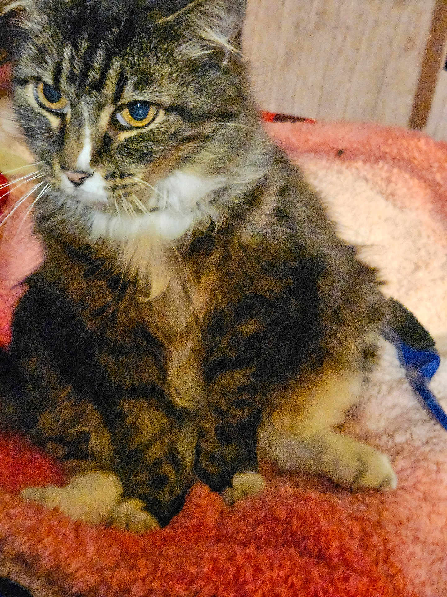 Tigger is registered to the contest to win money with this photo: cat, tabby, fluffy, pet, animal, feline, indoor, yellow_eyes, soft_blanket, pink_blanket, closeup, whiskers, paws, fur, cute, sitting, cozy, domestic_cat, relaxed, portrait