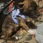Scrappy is registered to the contest to win money with this photo: animal, blur, brindle, closeup, couch, cozy, cute, dog, domestic, fabric, floral_pattern, harness, indoor, pet, puppy, sitting, small_dog, textile, tongue_out, young