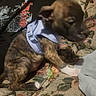 puppy, dog, brindle, harness, couch, floral_pattern, fabric, indoor, pet, animal, sitting, cute, small_dog, young, tongue_out, blur, textile, cozy, closeup, domestic
