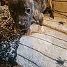 puppy, dog, brindle, white_paws, blanket, spider_design, black_lace, indoor, curious, pet, animal, closeup, young_dog, floor, cozy, texture, pattern, cute, small, exploring