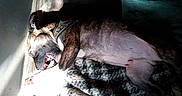 Scrappy joined the competition — help win amazing prizes! dog, brindle, bandana, lying_down, sunlight, shadow, wood_floor, blanket, towel, pet, indoor, resting, mouth_open, playful, cozy, texture, animal, fur, home, relaxation