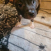 Scrappy is registered to the contest to win money with this photo: puppy, dog, pet, blanket, animal, cute, young, indoor, fur, ears, eyes, face, paws, closeup, curious, mammal, cozy, pattern, black, brown