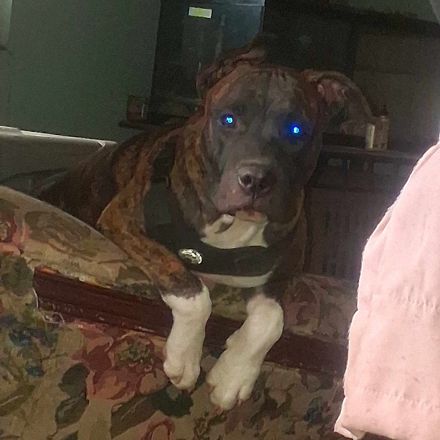 Scrappy