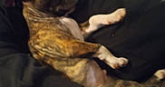 Scrappy is registered to the contest to win money with this photo: black_sweatshirt, brindle, closeup, clothing, comfort, dog, friendship, fur, hand, human, indoor, nap, person, pet, phone, puppy, relaxation, resting, sleeping, tattoo